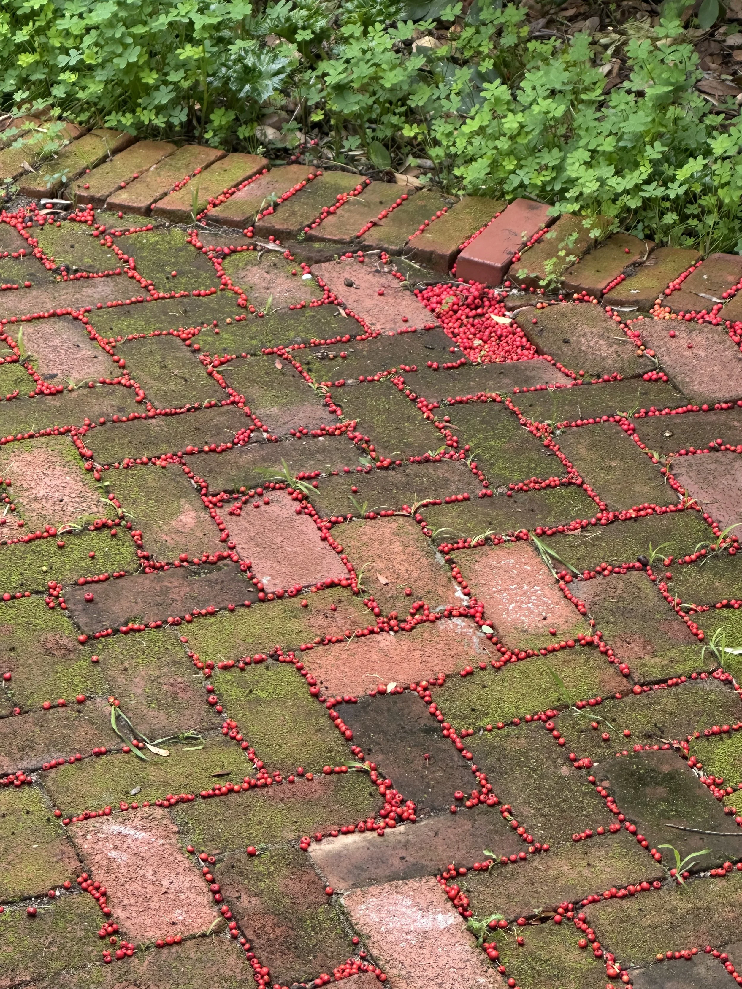 Trying to Fit a Circle in a Square, 2025, Toyon berries, Dimensions variable