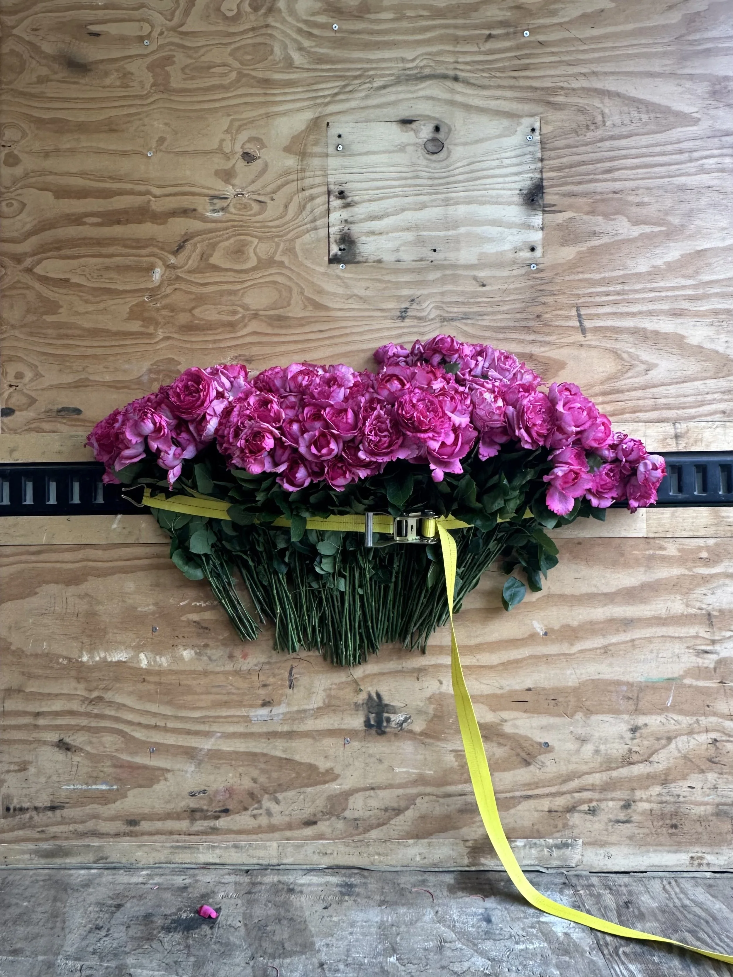 Holding on to something gone, 2026, Yves Piaget Garden Roses, ratchet strap, moving truck, Dimensions variable