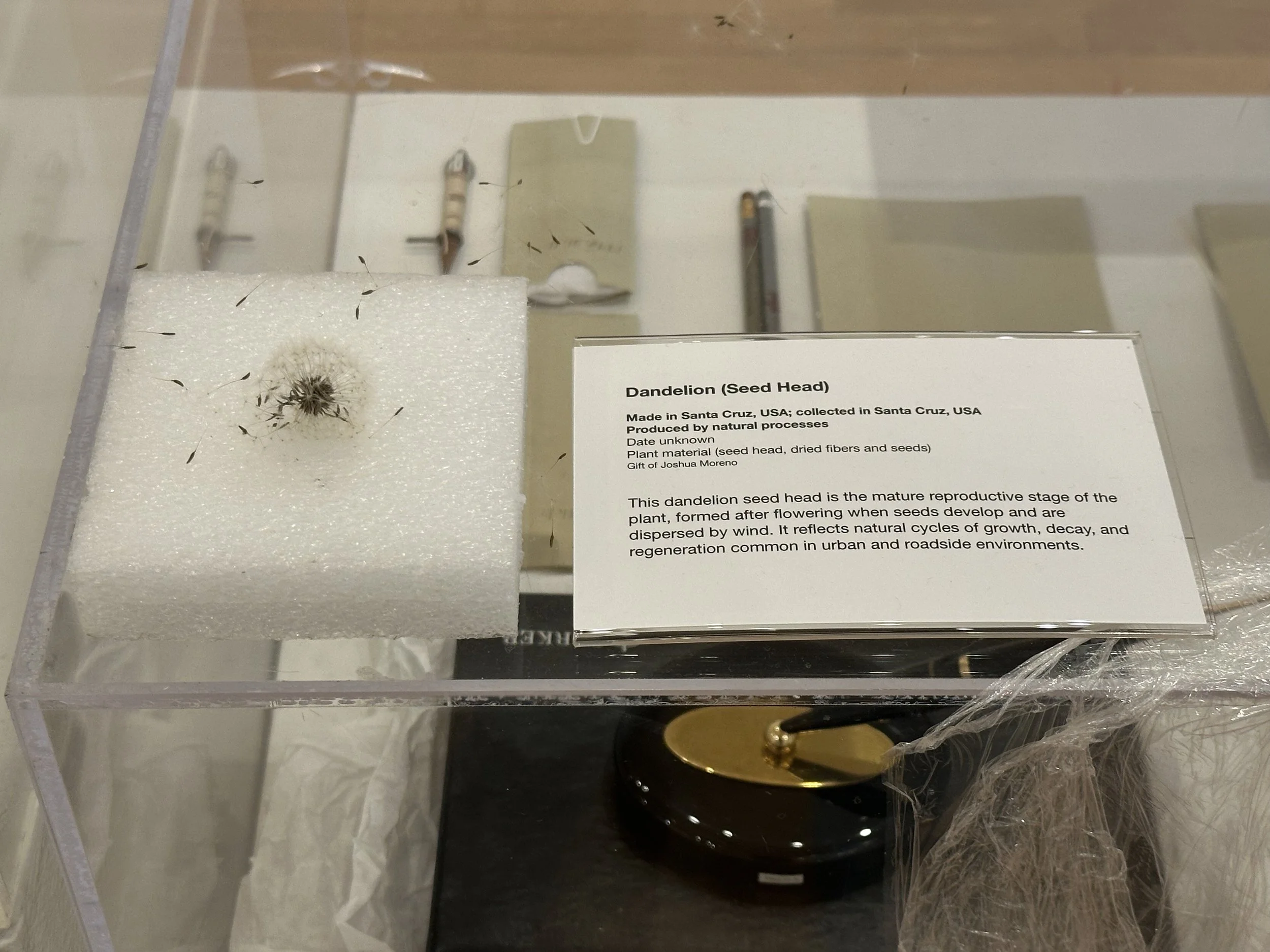 The Things We Did & Didn't Do, 2026, Archives from the Santa Cruz Museum of Art & History, found objects, 900 sq ft. 