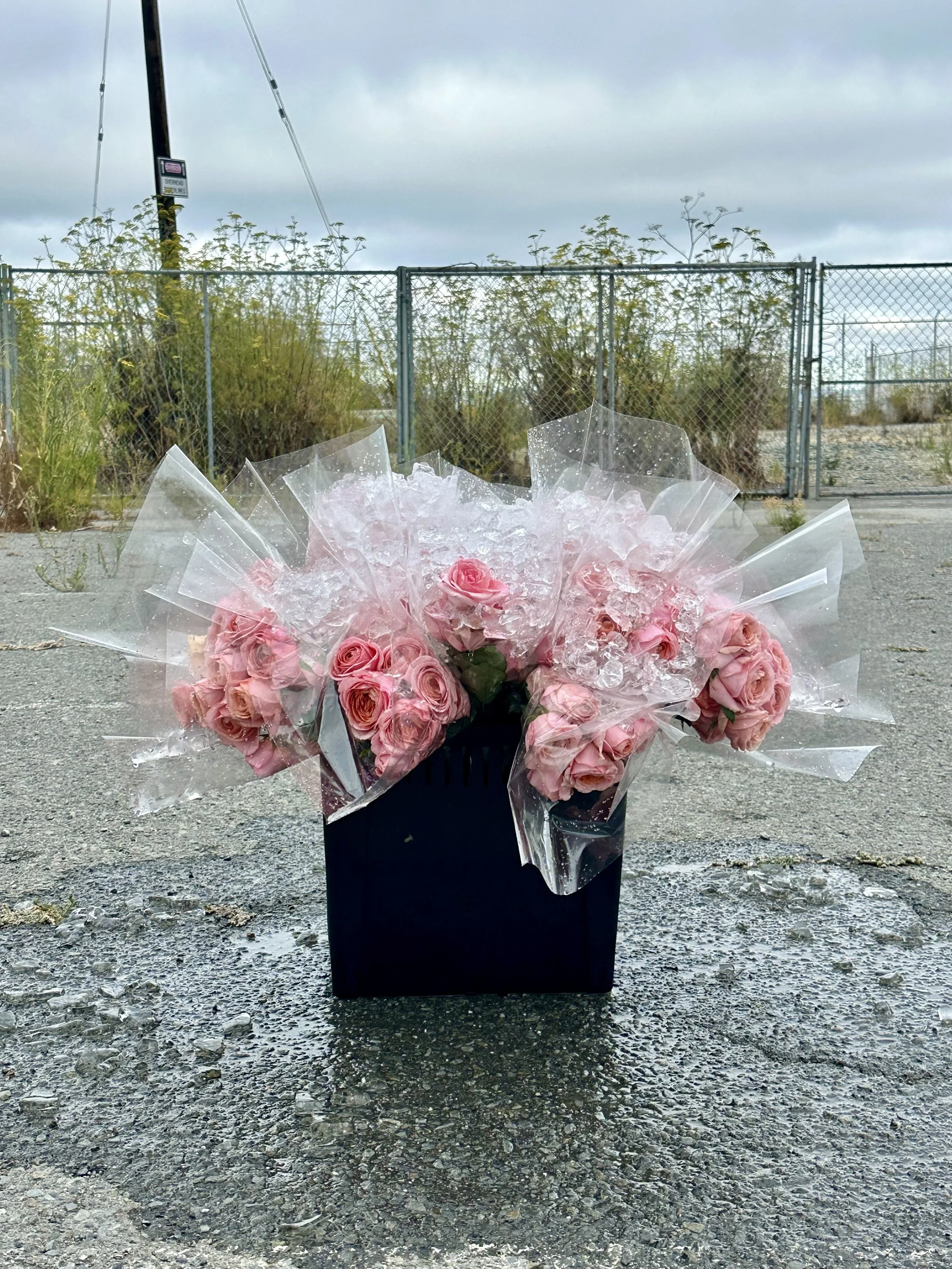 Take a picture, it'll last longer, 2026, Roses, ice, bucket, and plastic, Dimensions variable