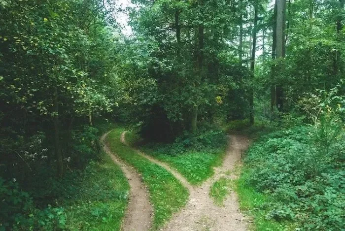 Two dirt paths going into lush woods.