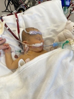 Violet A LCDH ECMO 1.png