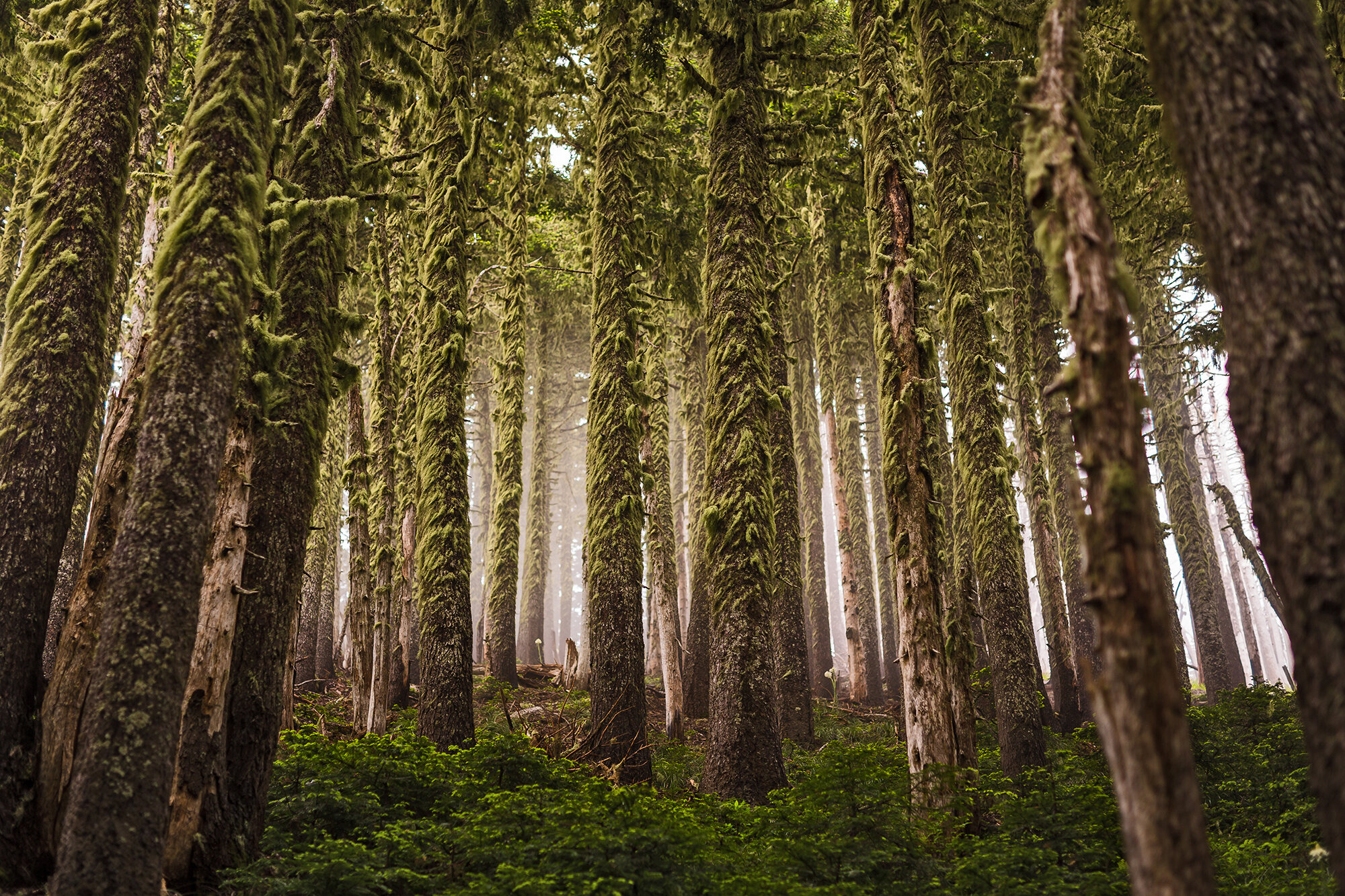 012 - Cathedral Grove 1- 5DAN4310WEB.jpg