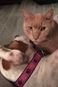 BowMeowRaw Christine Filardi About Thumbnails Pets