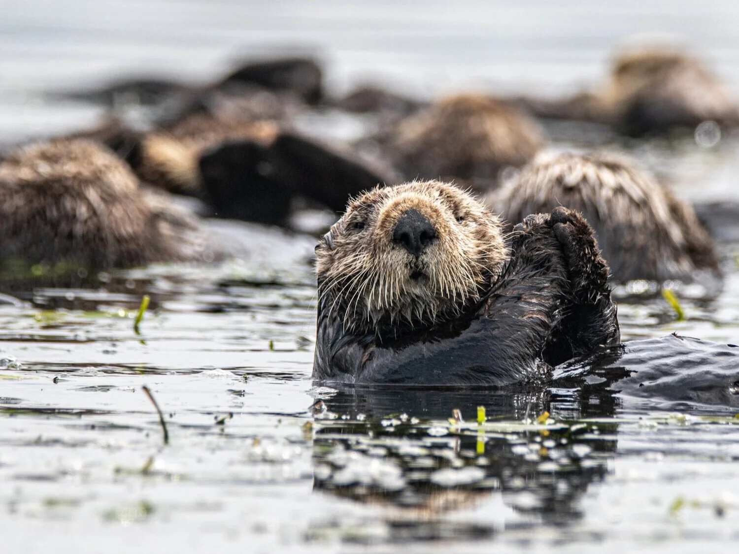 LA-Waterkeeper-Healthy-Habitats-Otter.jpg