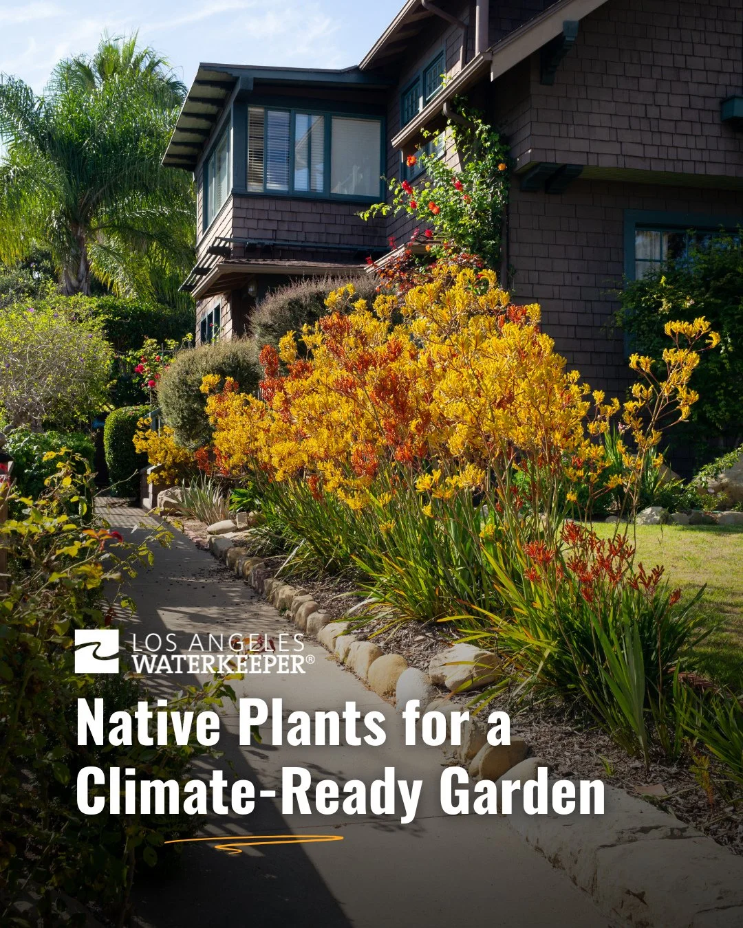 Considering applying for LADWP&rsquo;s new LEAP turf-replacement program?⁠
⁠
Here are some powerhouse native plants that thrive in LA&rsquo;s climate, support wildlife, and use a fraction of the water of a typical lawn. 🌿⁠
⁠
#nativeplants #toyon #bu