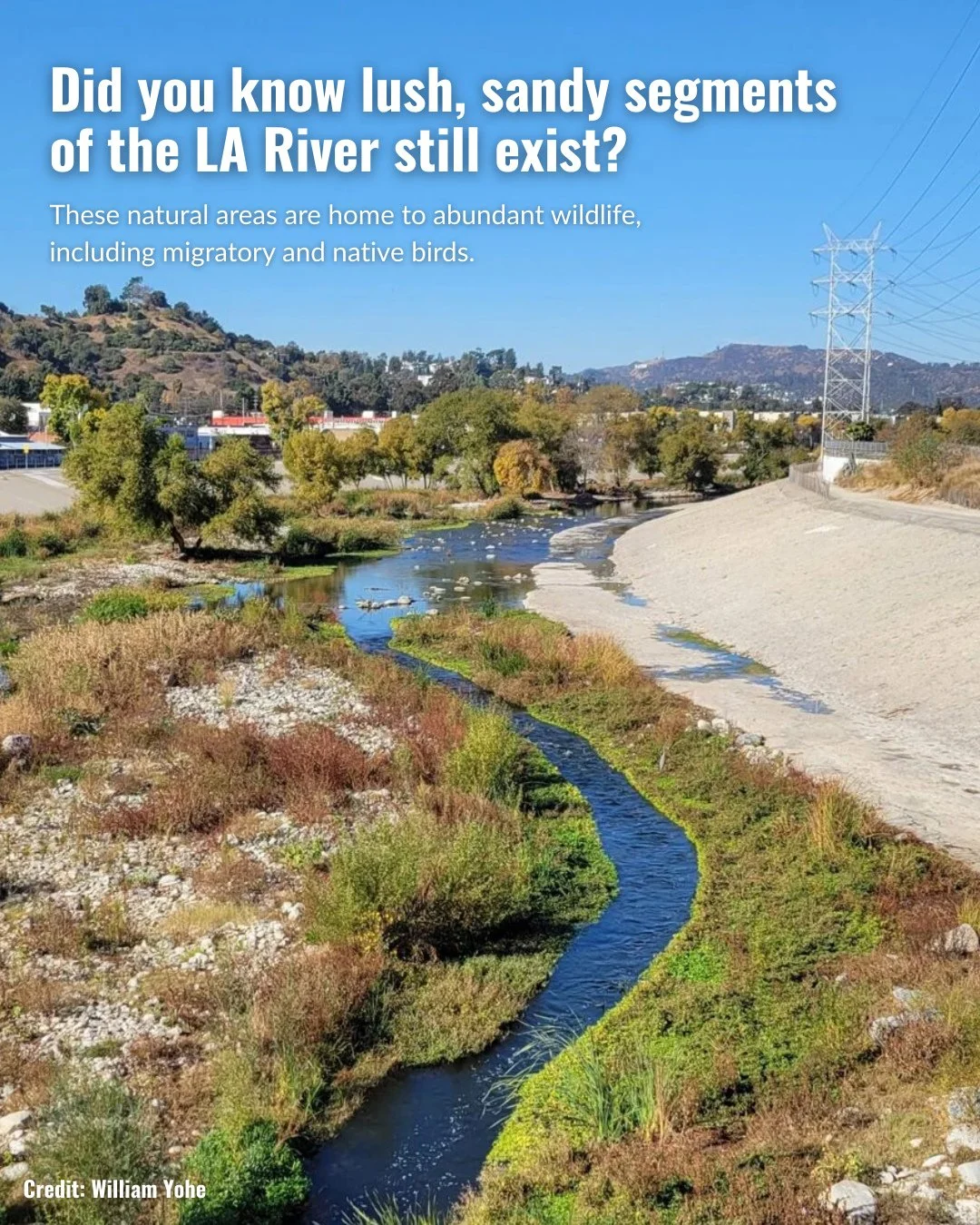 The L.A. River is full of life when you know the right places to look! 🐦🌿⁠
⁠
It's a beautiful reminder that this engineered waterway is, and has always been, a river that supported people and ecosystems for thousands of years.⁠
⁠
Now imagine a vers