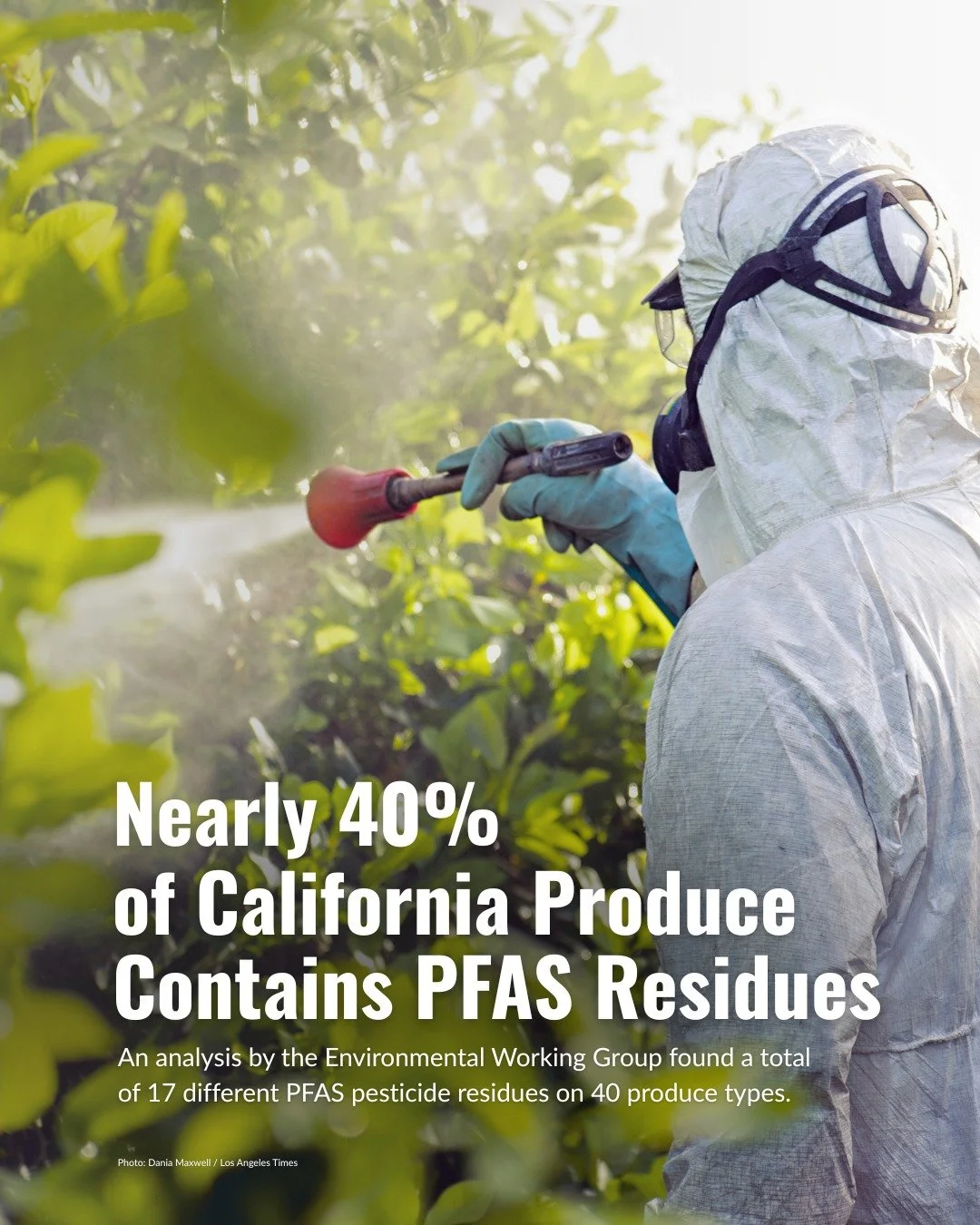 Nearly 40% of conventionally grown fruits and vegetables tested in California contained PFAS. 😱

Right now, about 70 PFAS pesticides are registered with the U.S. Environmental Protection Agency, and California alone has registered 53 of them. Each y