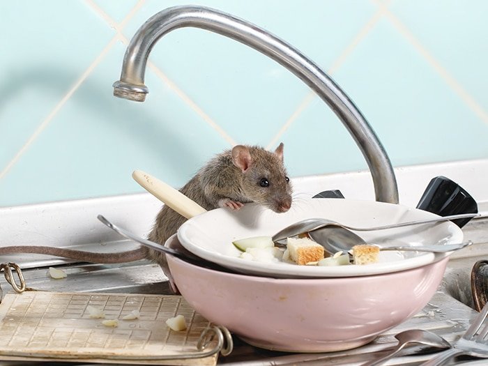 mice droppings cleaning services.jpg