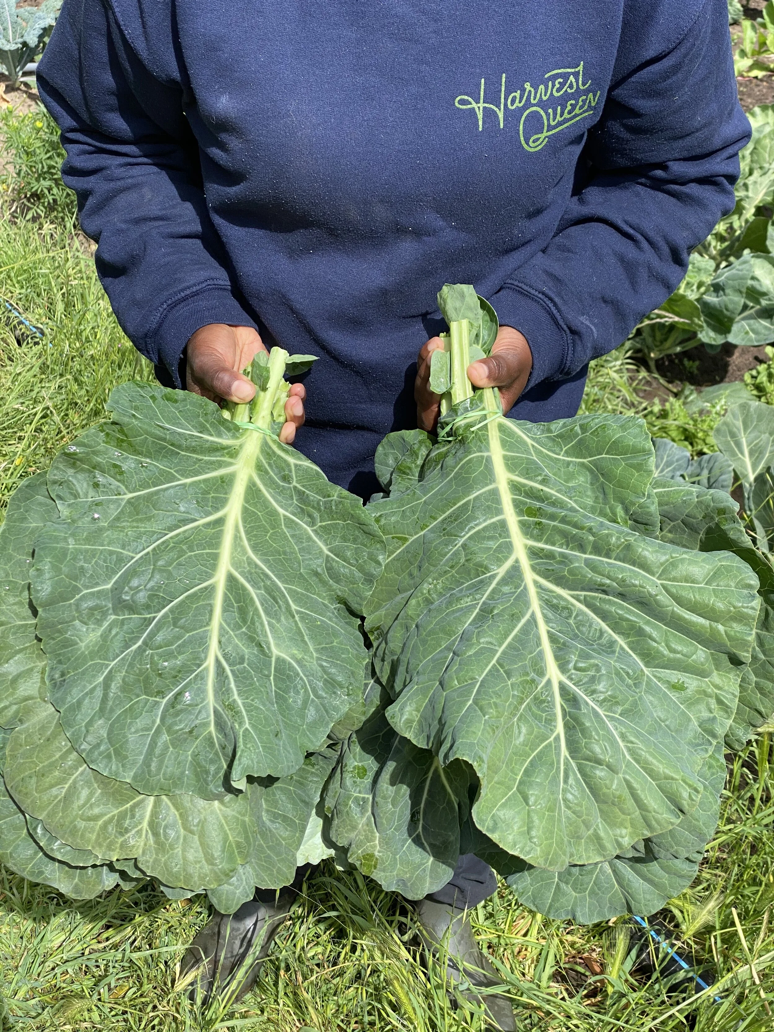 African-American teenage girls.  GreenFuse Photos: Garden, farm