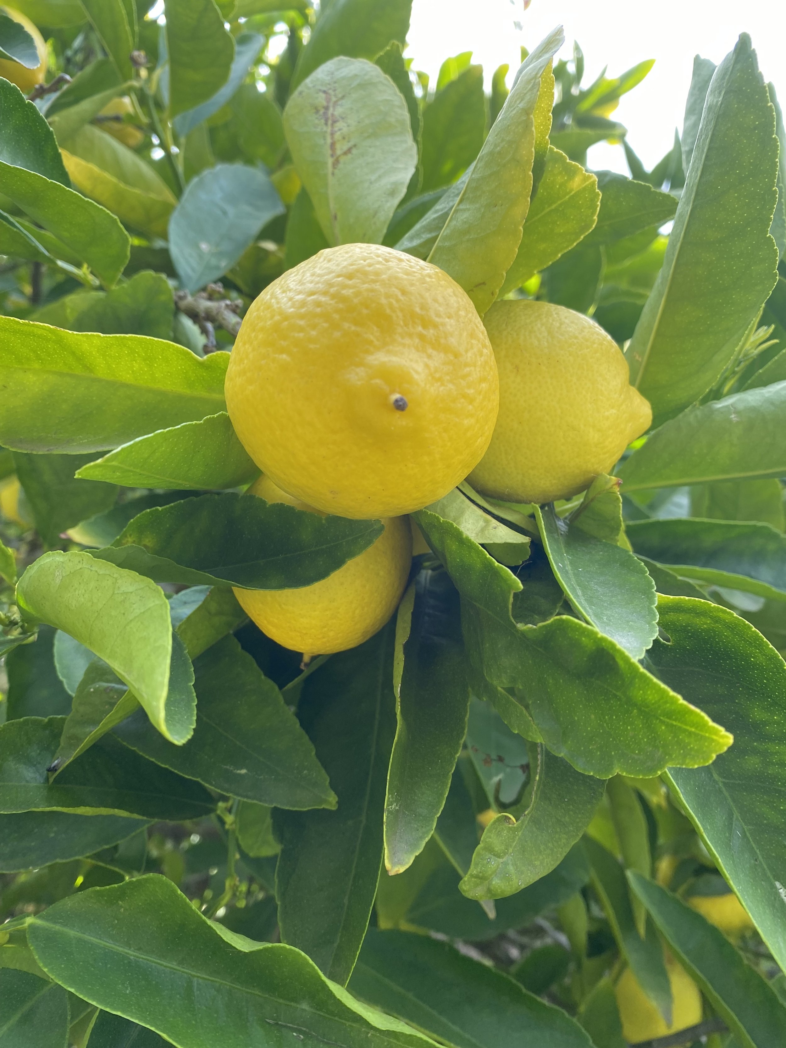 IMG_0592.jpeg