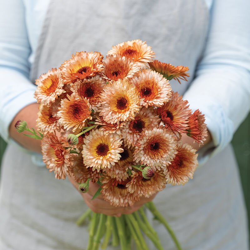 johnnys calendula.jpg