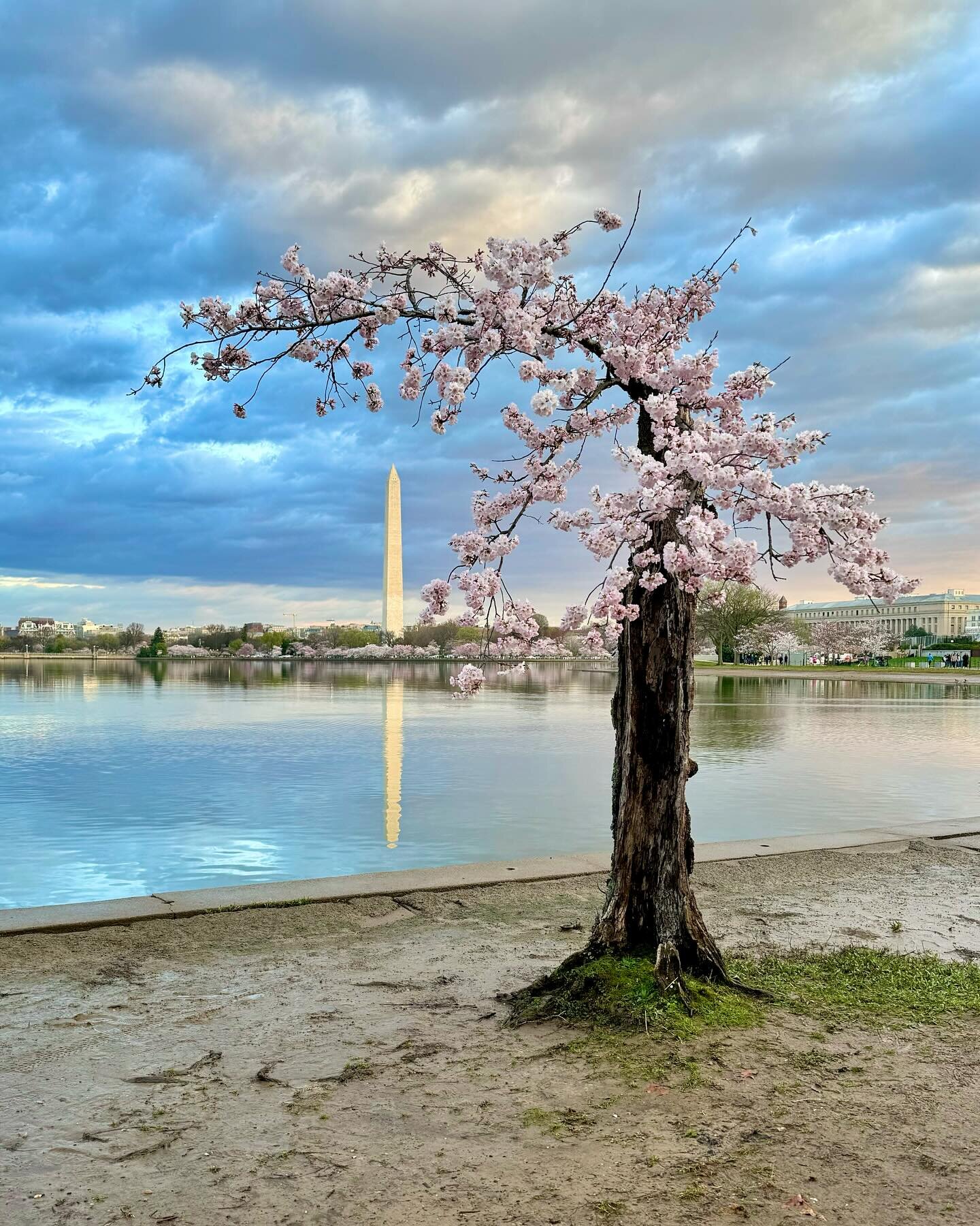 Stumpy&rsquo;s Last Spring 🌸

This morning I woke up before sunrise to beat the crowds to enjoy the cherry blossoms. My primary objective was to see Stumpy, one last time. 

Later this Spring Stumpy, along with 140 of his nearby neighbors, will be r