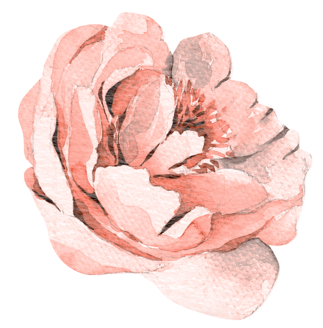 Watercolor illustration of a pink rose.