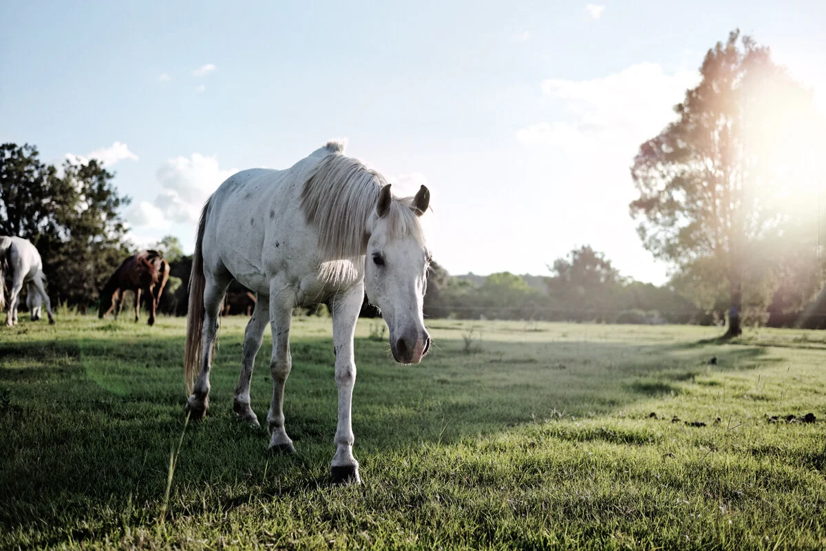 Australian Traveller: Mary River Valley
