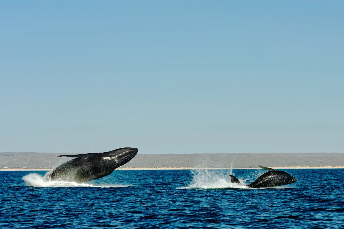 Lodestars Anthology: Australia