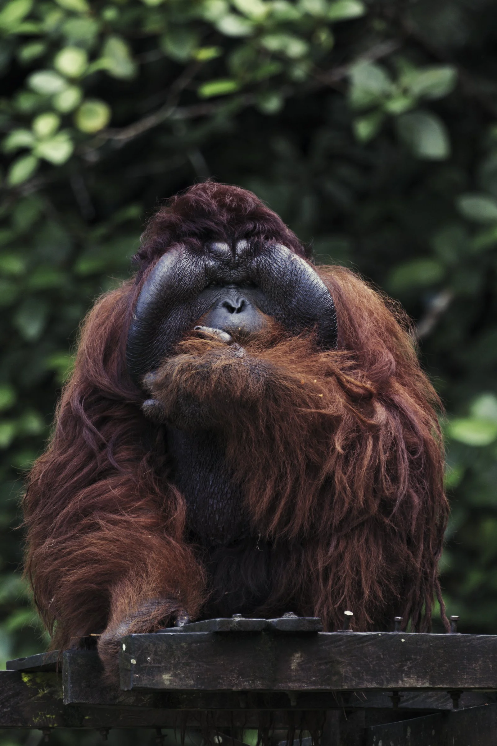 Luxury Escapes: The Lux Files / Borneo / Welcome to the jungle