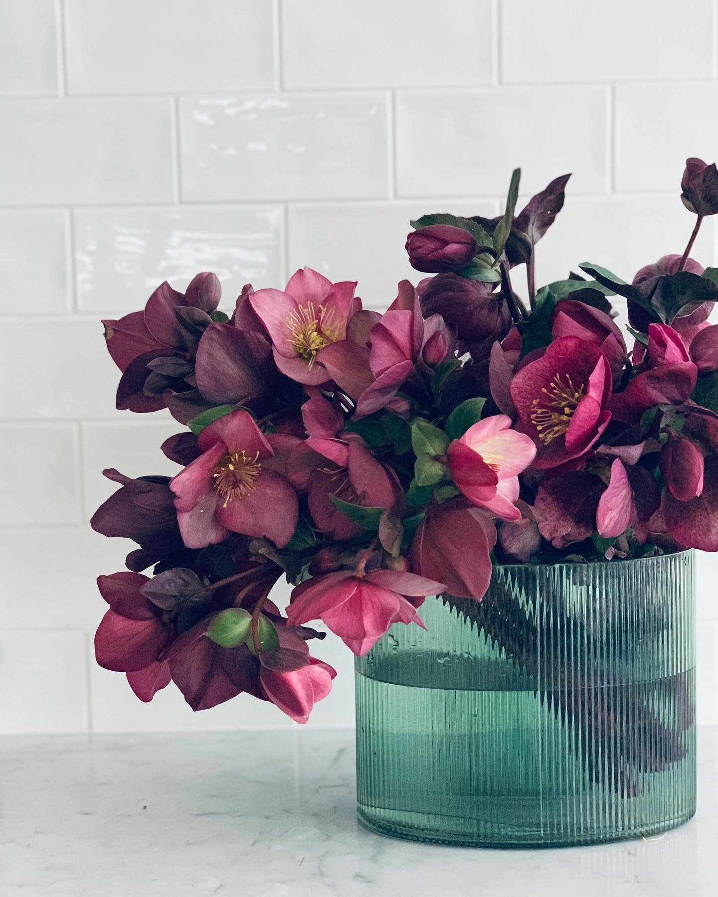 Hellebores. 
Winter roses. 
Classic beauties for a very special person on a very special birthday. ❤️@virginiamergen