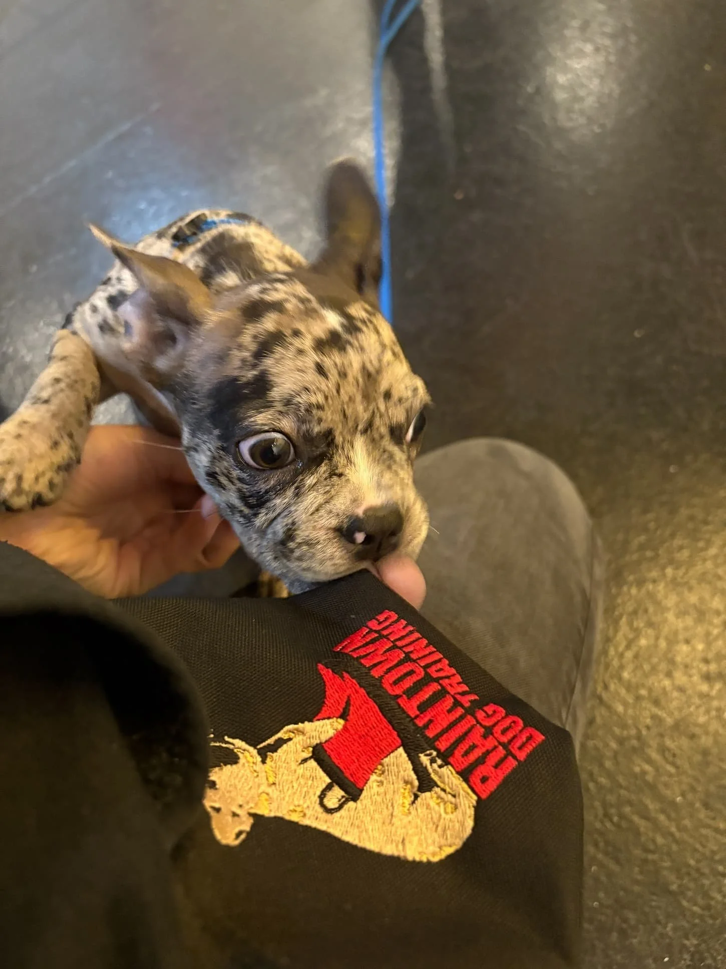 A French Bulldog licks a Raintown trainer's treat pouch as a request for pets.