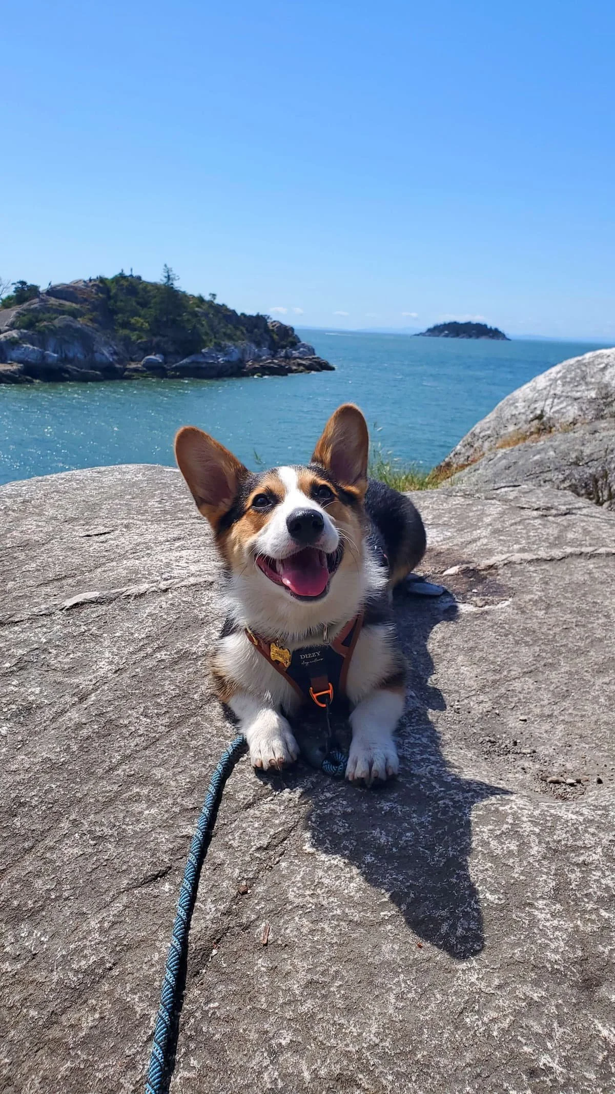 A Corgi on a hike in Vancouver.