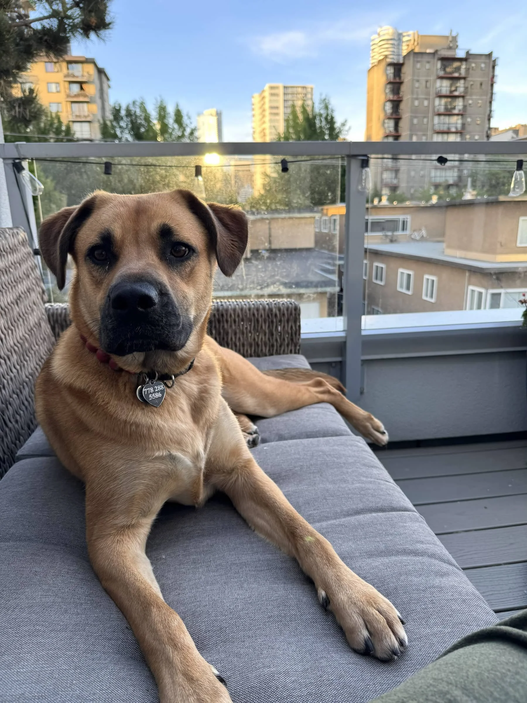 Honey, a Pitt Bull Terrier, Labrador Retriever, German Shepherd, and Mastiff mix, settles on a patio couch before a Raintown Private Training session with Kris.