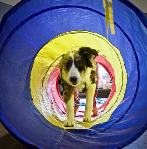 Aussie Shepherd puppy crawling through a tunnel during playtime at Raintown puppy kindergarten