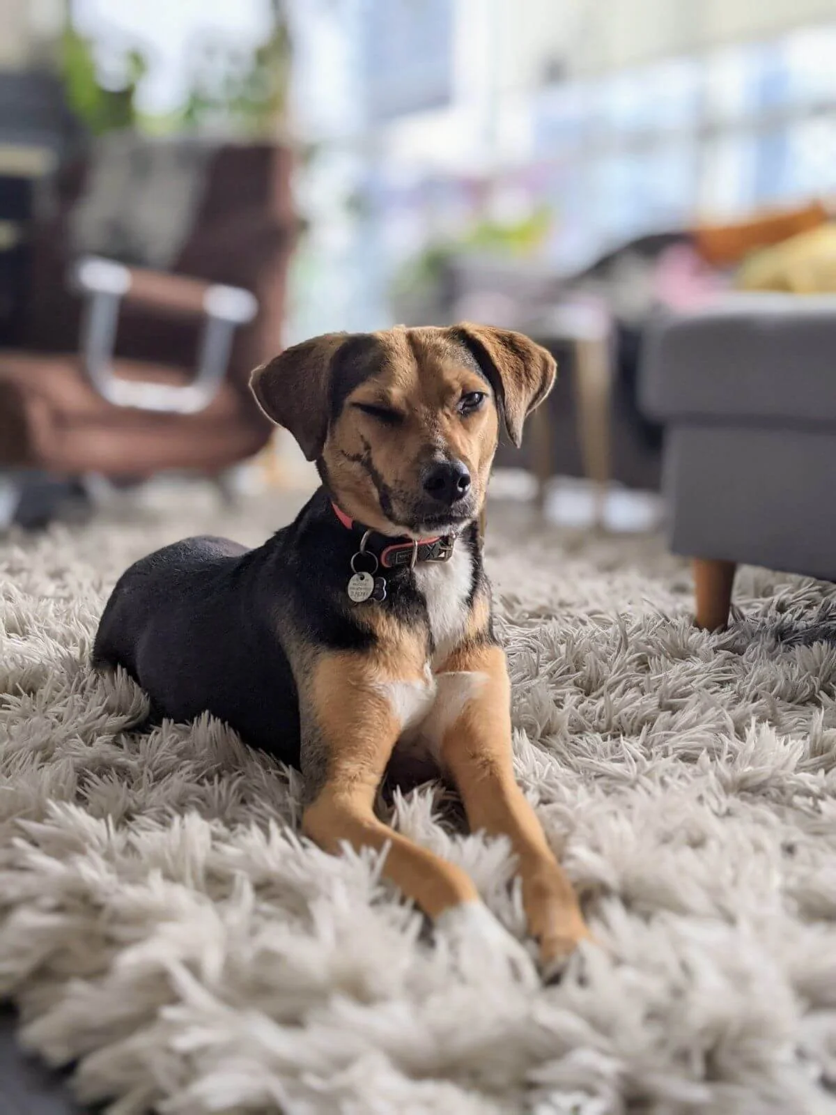 Olivia, a rescued mixed-breed dog with a large scar on her right cheek, sitting happily during a private training session with Raintown.