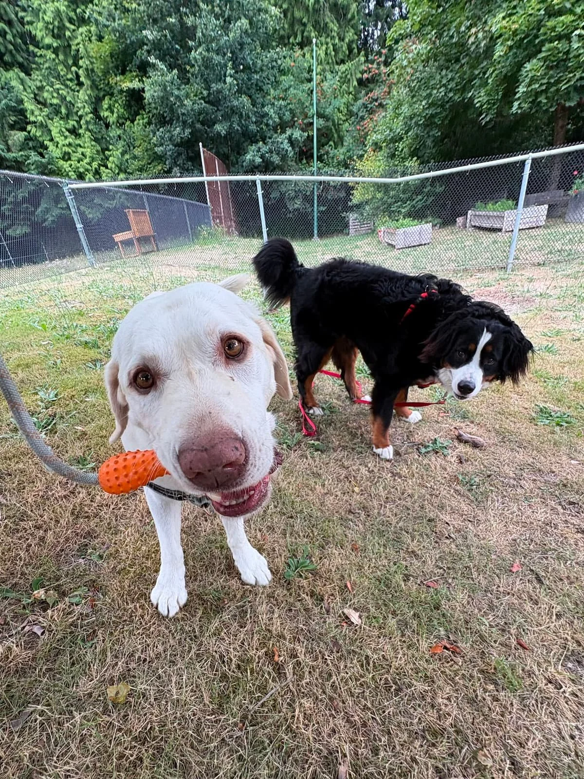 Bear, a yellow Lab, and Wanda, a Bernese Mountain Dog, play together during a Raintown dog walk with Lauren.