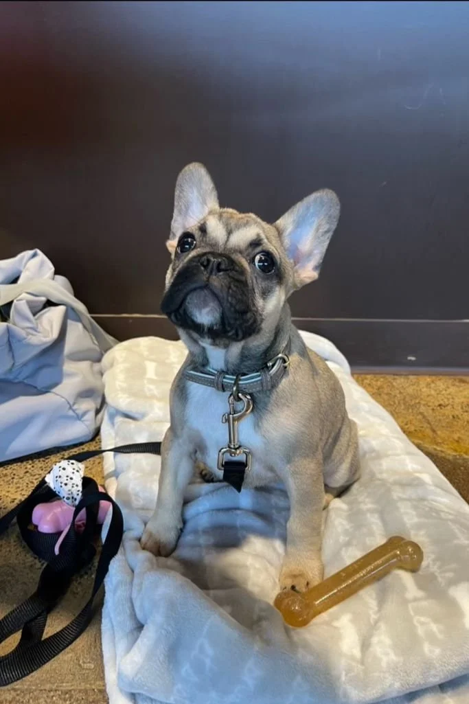Dog Chewing: Tips For A Necessary Habit