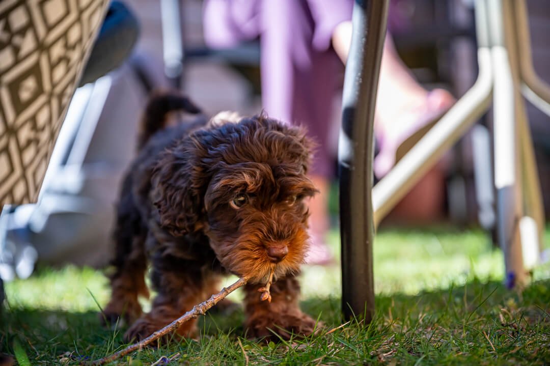 Dog Enrichment: Tips & Tricks