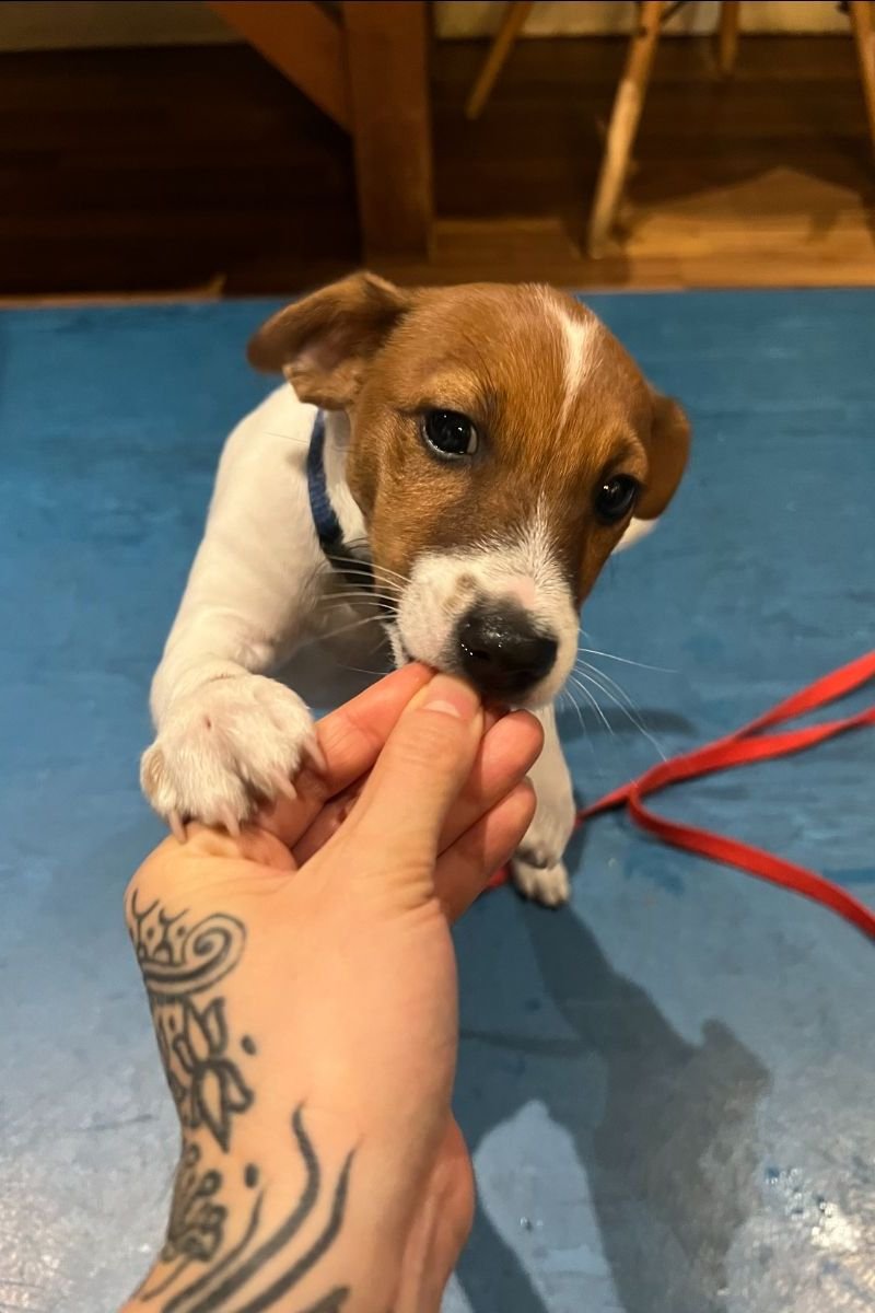 Dog Play: Developing Keen Tuggers
