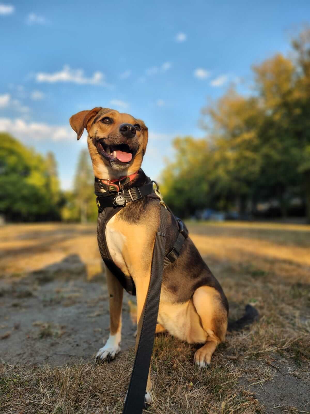AGGRESSION ON LEASH: CAUSES AND SOLUTIONS