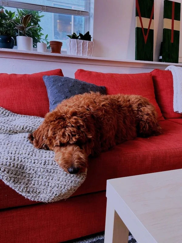 To Buy or Adopt, To Alpha or Not