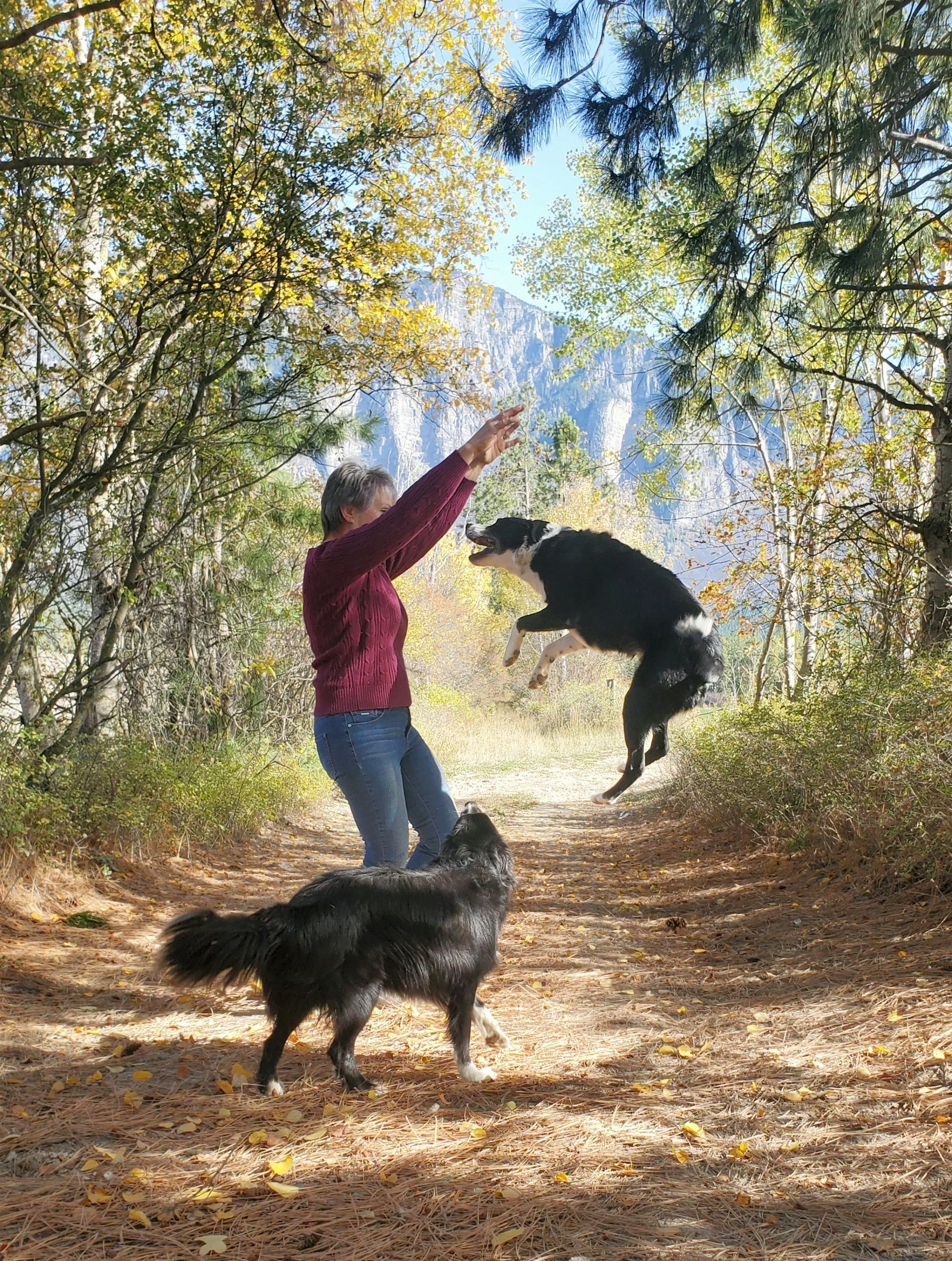Jumping Up: Solutions for a Natural dog Greeting
