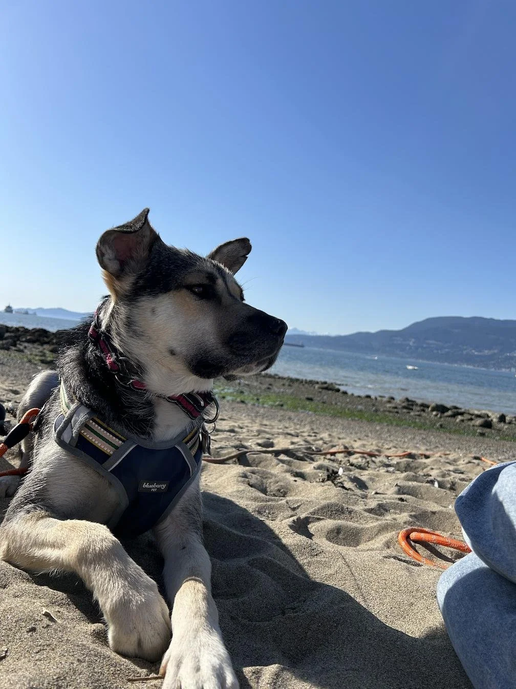 Beat the Heat! Summer Dog Safety Tips