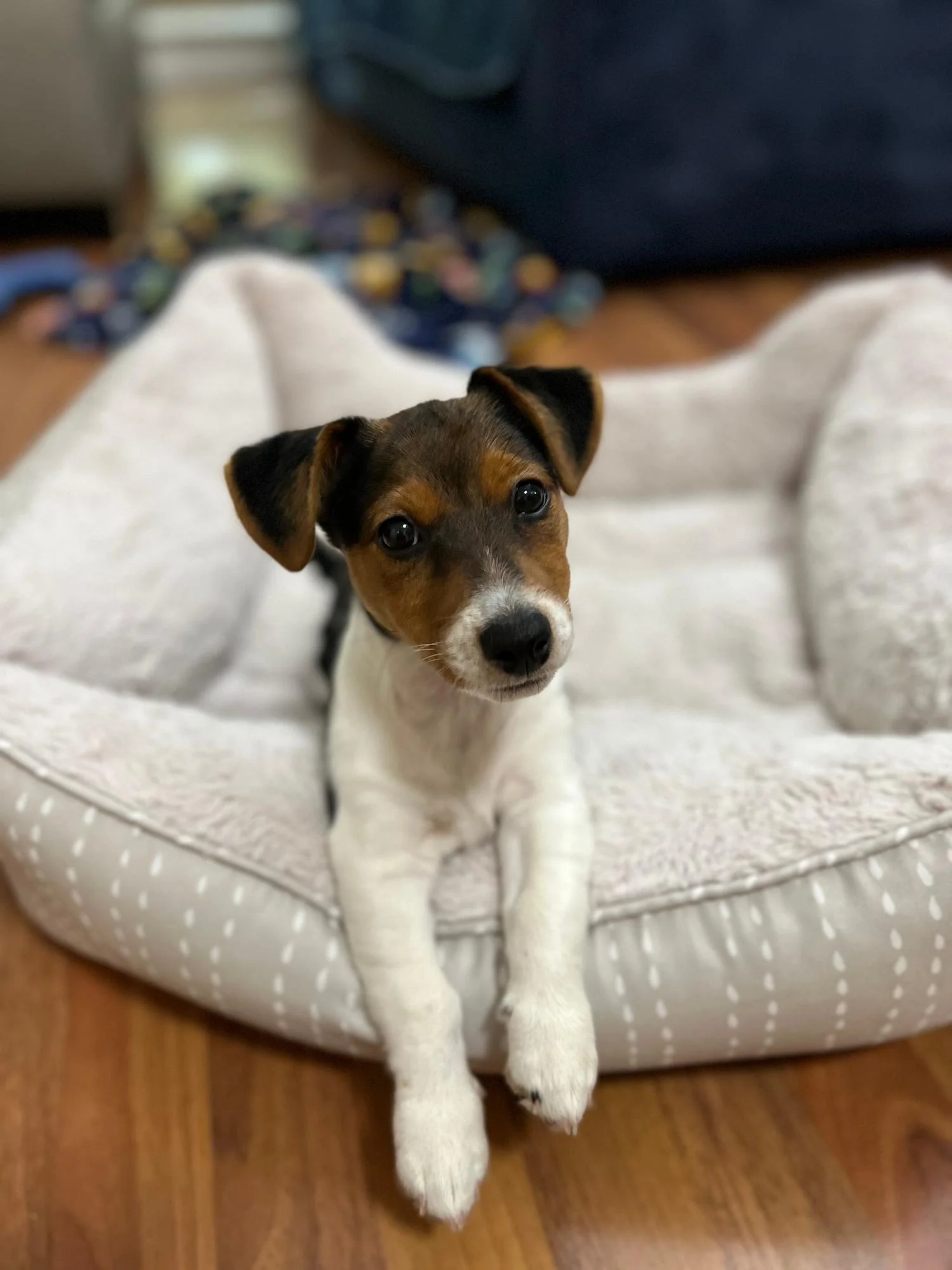 Building A Routine For Your Dog’s Success