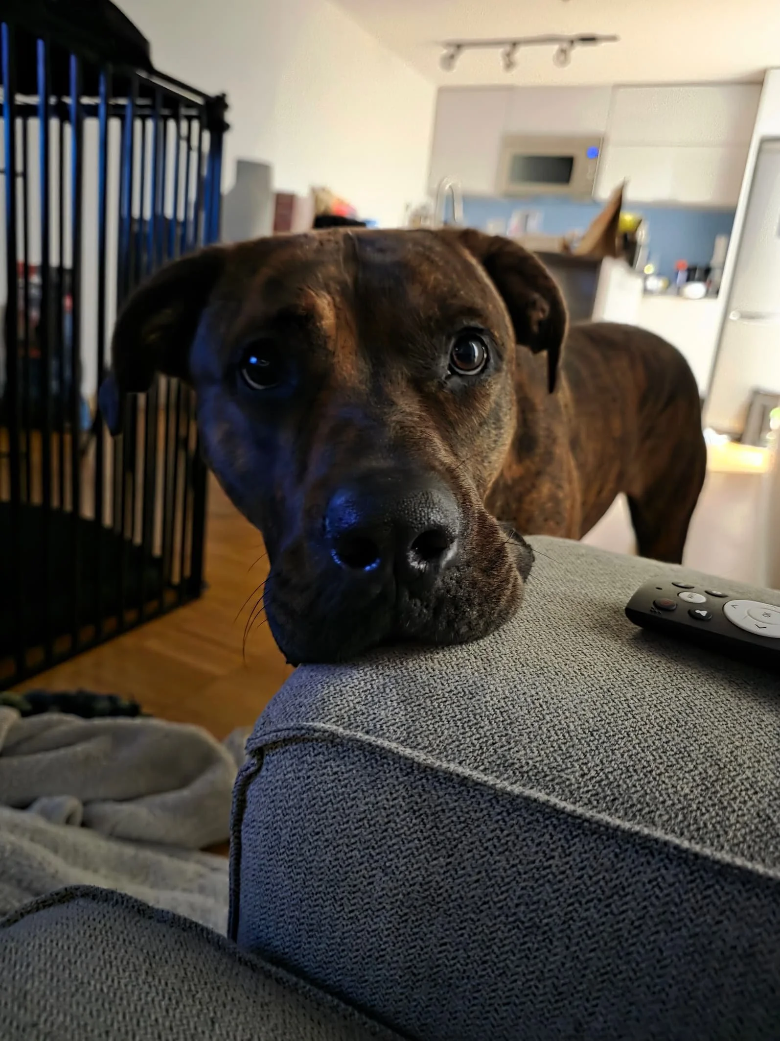 How to Tell if Your Dog Wants Pets This Holiday Season