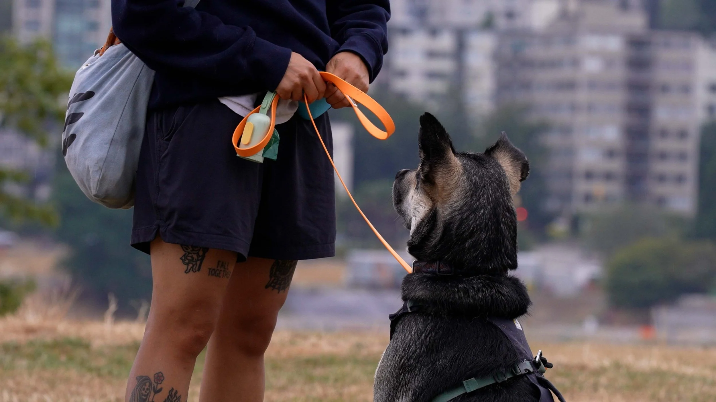 City Dog Walking: Tips for Busy Environments