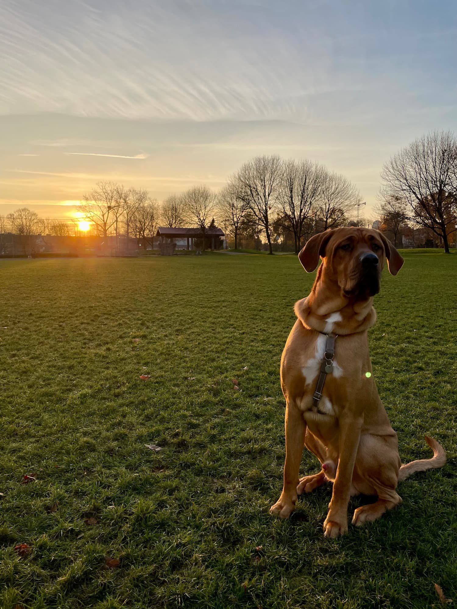 Emergency Recall for Dogs: Building a Reliable Recall for Real-World Safety
