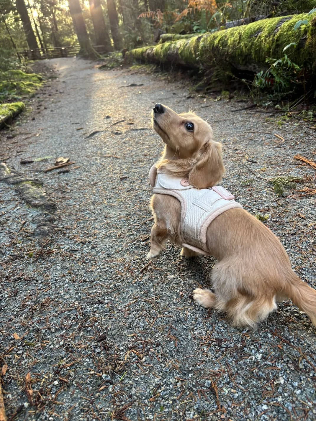 A cute Dachshund puppy on a Raintown Community Dog Walk.