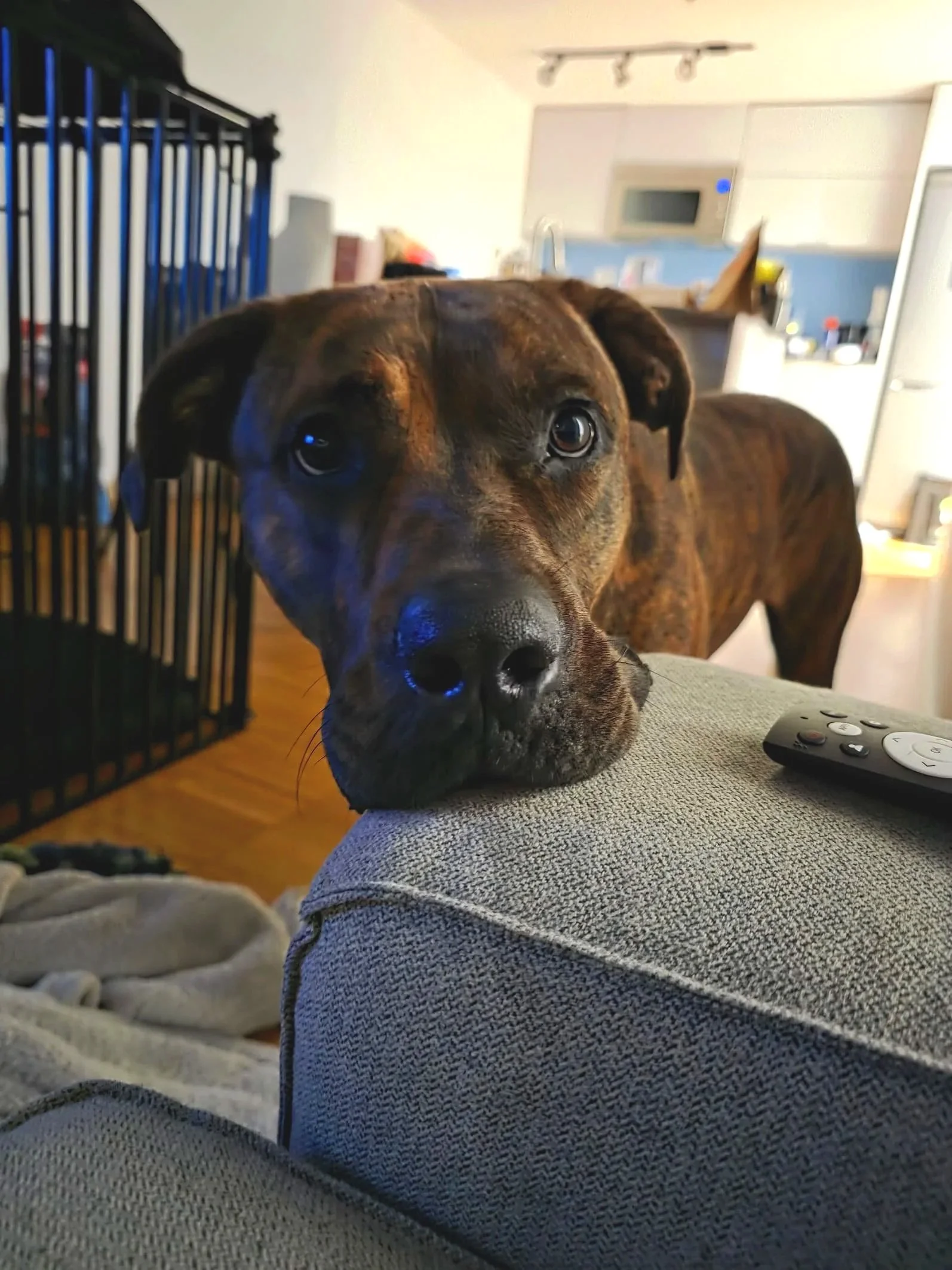 A dog, head resting on the sofa, gazes at their parent for pets.