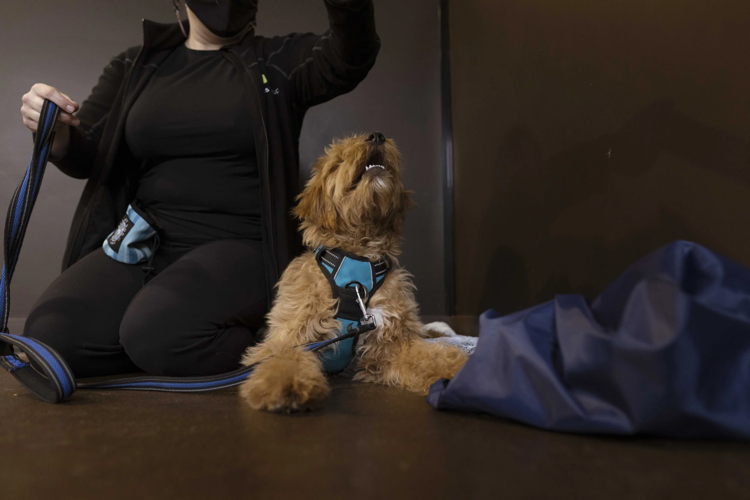 A Doodle looks up attentively at their parent's hand signal during a Raintown Basic Manners class.