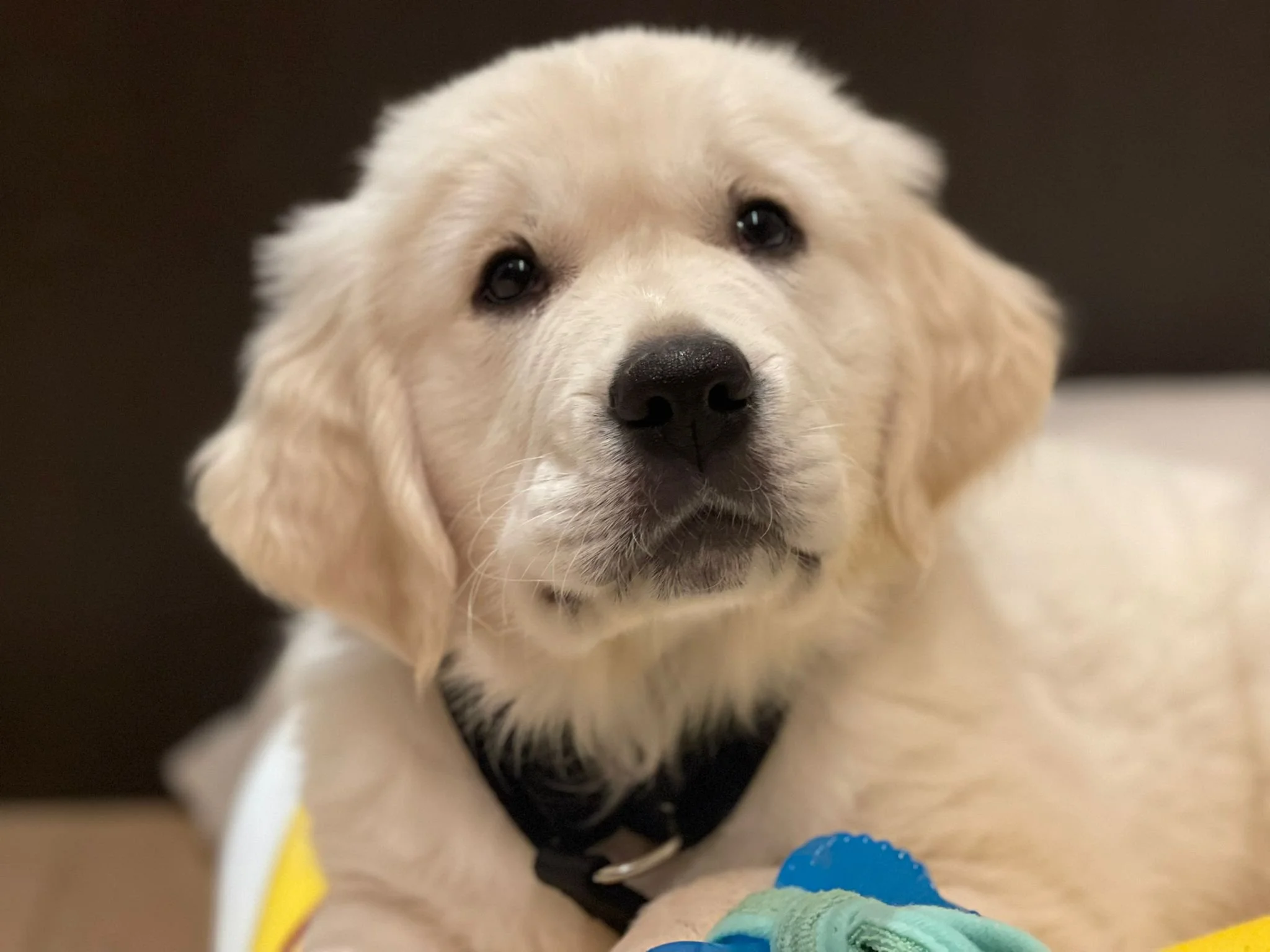 Saber, a Golden Retriever puppy, looks at the camera.