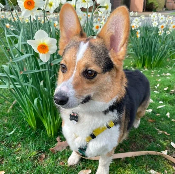 A Corgi sitting in a field of daisies.