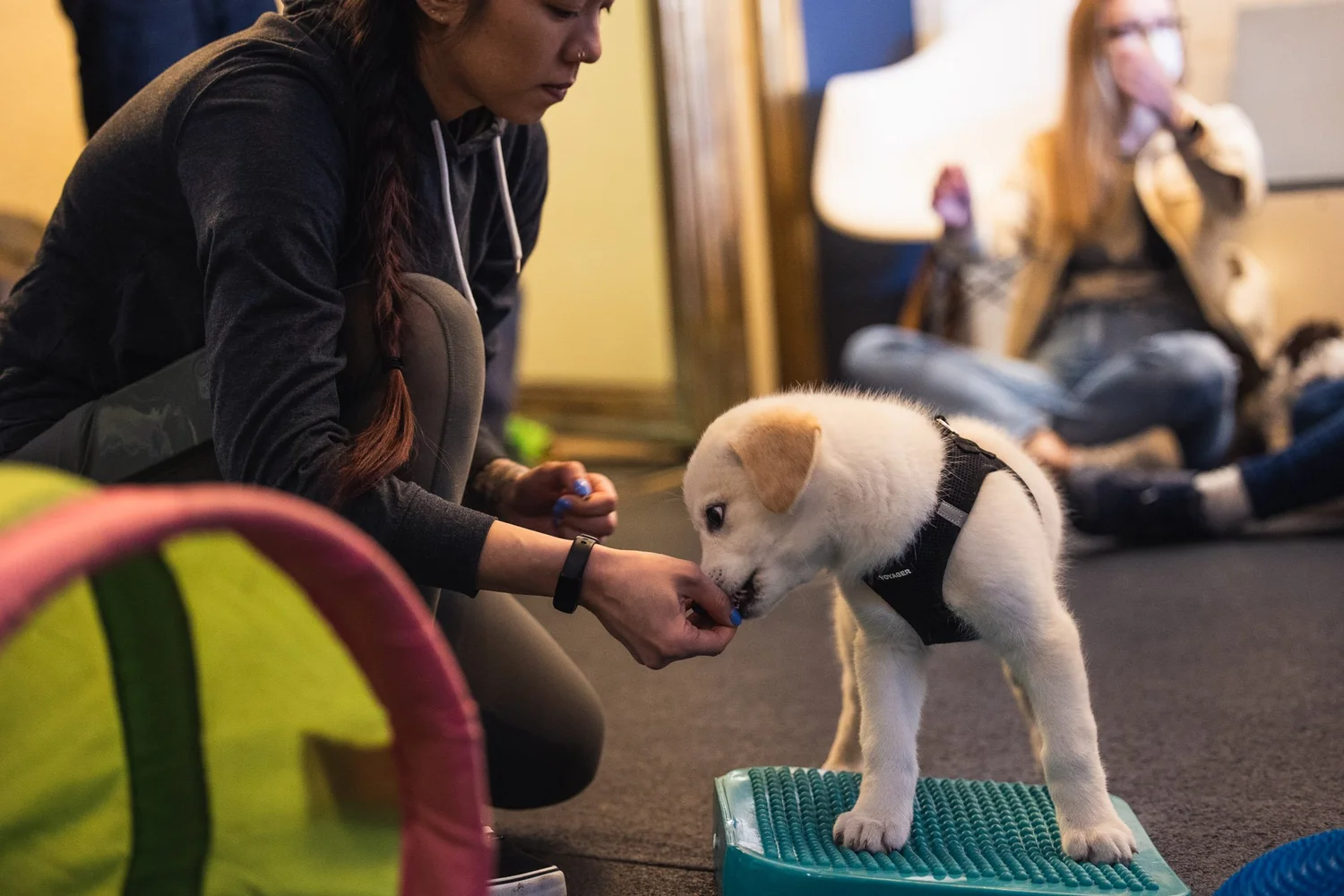 Professional Dog Training in Vancouver BC | Raintown Dog Trai…