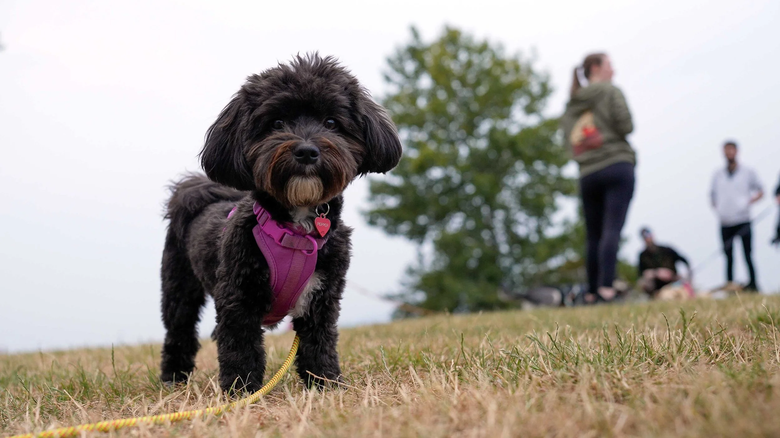 Pepper, A Raintown dog, learns emergency recall with Raintown.