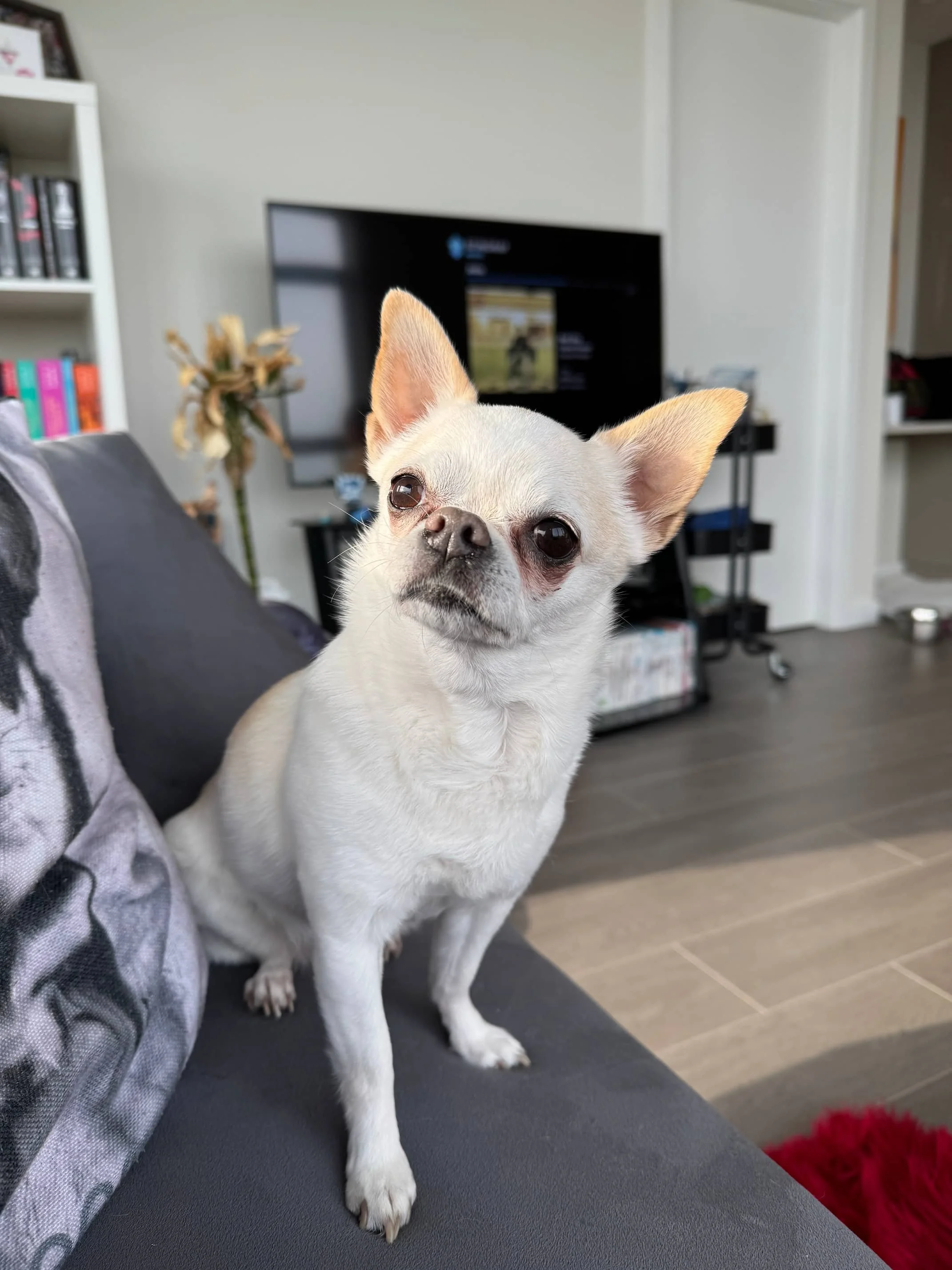 A Chihuahua looks at her owner, excited for puppy class at Raintown.