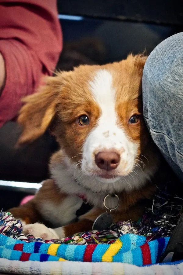 Puppy Socialization: What, When & How
