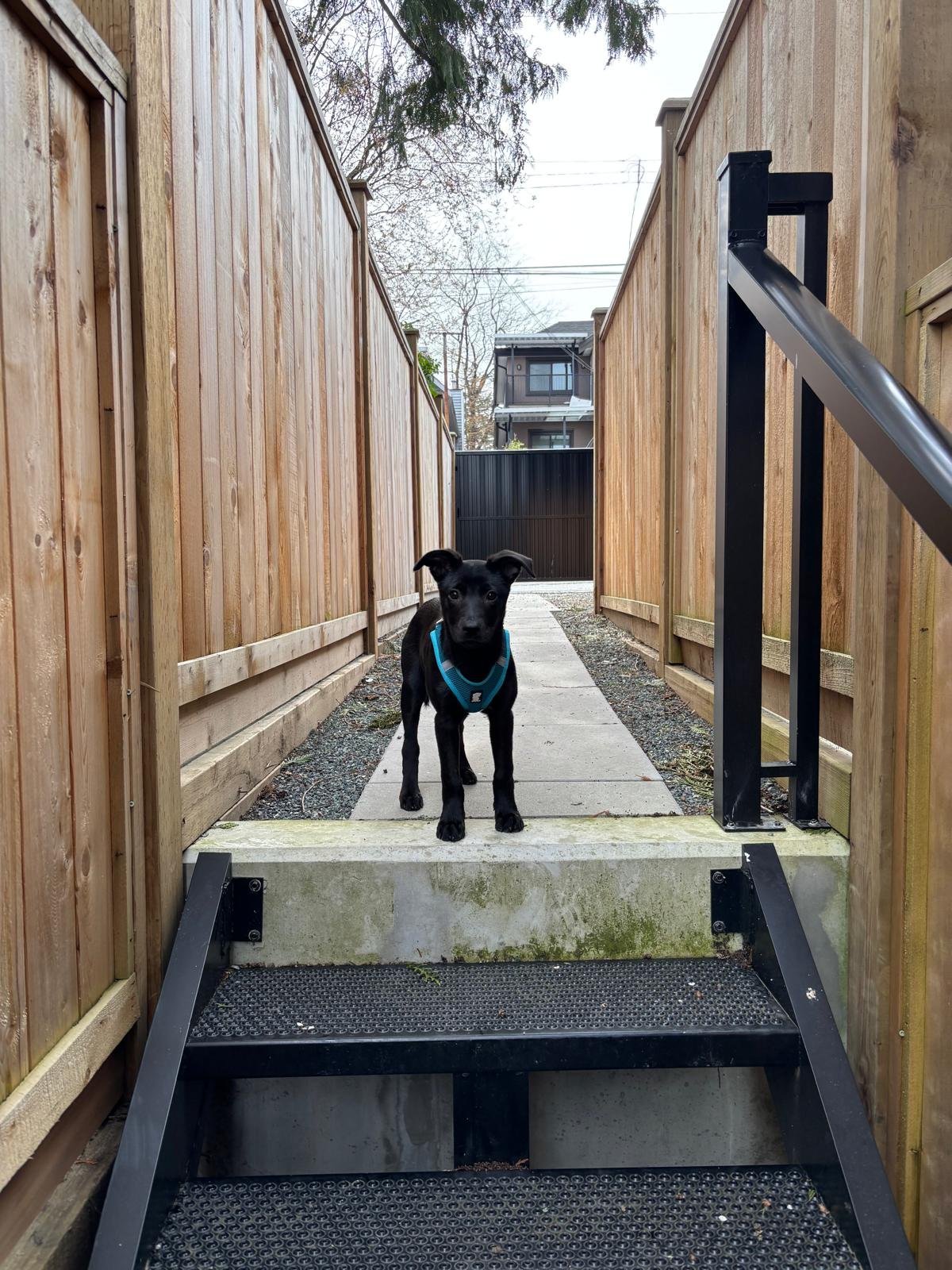 Patterdale Terrier puppy walks in a backyard on his way to a Raintown Dog Walk with Lauren.