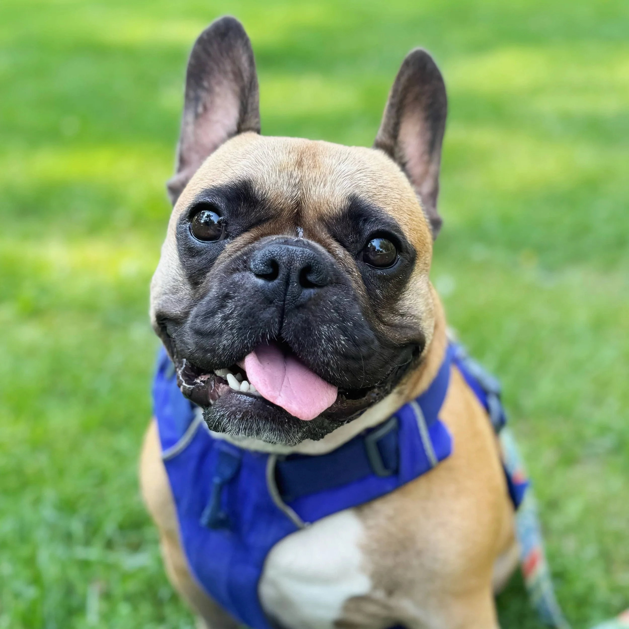 A French Bulldog looks at the camera after a Raintown dog walk, calm and content outdoors.